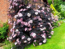 Load image into Gallery viewer, Sambucus nigra 'Black Lace'