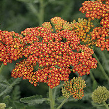 Load image into Gallery viewer, Achillea 'Sassy Summer Sunset' - Yarrow