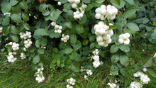 Load image into Gallery viewer, Symphoricarpos albus