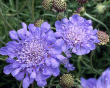 Load image into Gallery viewer, Scabiosa 'Flutter Deep Blue'