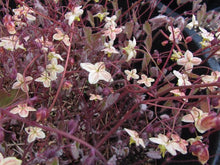 Load image into Gallery viewer, Epimedium 'Black Sea'