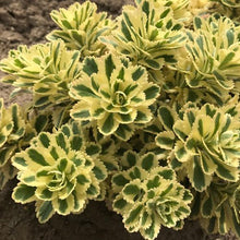 Load image into Gallery viewer, Sedum 'Atlantis'