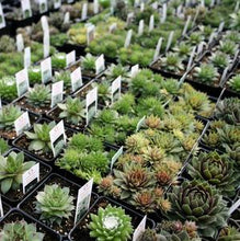 Load image into Gallery viewer, Sempervivum Medley