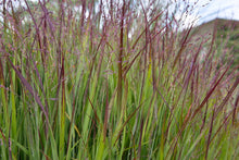 Load image into Gallery viewer, Panicum virg. 'Shenandoah' - Switchgrass