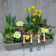 Load image into Gallery viewer, Bonsai Tool Kit in Wooden Box - DeWit