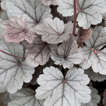Load image into Gallery viewer, Heuchera 'Dolce Silver Gumdrop'