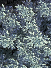 Load image into Gallery viewer, Artemesia 'Silver Brocade'