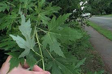 Load image into Gallery viewer, Acer sac. 'Silver Queen' - Silver Maple