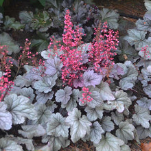 Load image into Gallery viewer, Heuchera 'Dolce Silver Gumdrop'