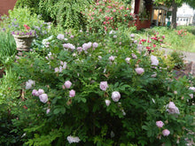 Load image into Gallery viewer, Rosa rugosa 'Snow Pavement' - Shrub Rose