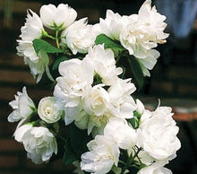 Load image into Gallery viewer, Philadelphus 'Snow White Fantasy'