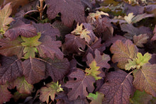 Load image into Gallery viewer, Hydrangea quer. 'Snow Queen'