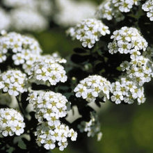 Load image into Gallery viewer, Spiraea nipp. 'Snowmound'