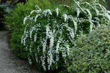 Load image into Gallery viewer, Spiraea nipp. 'Snowmound'
