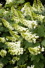 Load image into Gallery viewer, Hydrangea quer. 'Snow Queen'