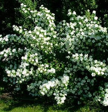 Load image into Gallery viewer, Philadelphus 'Snow White Fantasy'