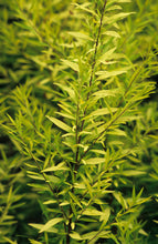 Load image into Gallery viewer, Spiraea thunbergii 'Ogon'