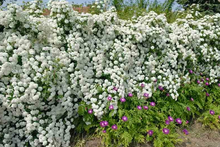 Load image into Gallery viewer, Spiraea x vanhouteii