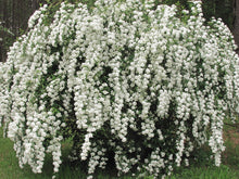 Load image into Gallery viewer, Spiraea x vanhouteii