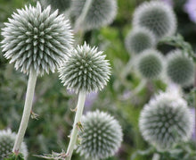 Load image into Gallery viewer, Echinops bann. 'Star Frost'