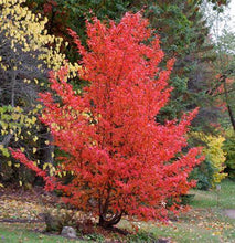 Load image into Gallery viewer, Stewartia pseduocamilla