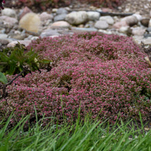 Load image into Gallery viewer, Sedum 'Steel the Show'