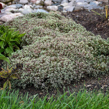 Load image into Gallery viewer, Sedum 'Steel the Show'