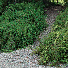 Load image into Gallery viewer, Stephanandra incisa 'Crispa'