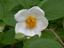 Load image into Gallery viewer, Stewartia pseduocamilla