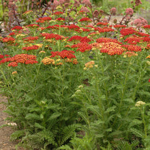 Load image into Gallery viewer, Achillea 'Strawberry Seduction' - Yarrow