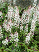 Load image into Gallery viewer, Tiarella 'Sugar and Spice'