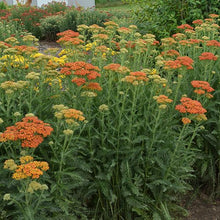 Load image into Gallery viewer, Achillea 'Sassy Summer Sunset' - Yarrow