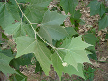 Load image into Gallery viewer, Platanus occidentalis - American Sycamore