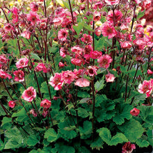 Load image into Gallery viewer, Geum 'Tempo Rose'