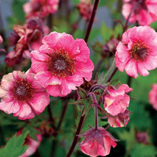 Load image into Gallery viewer, Geum 'Tempo Rose'