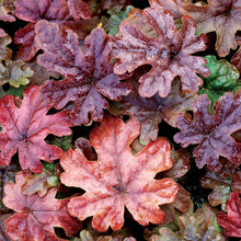 Load image into Gallery viewer, Tiarella 'Pink Skyrocket'