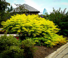Load image into Gallery viewer, Rhus typhina 'Tiger Eyes'