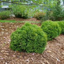 Load image into Gallery viewer, Thuja occ. 'Tater Tot' - Arborvitae