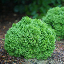 Load image into Gallery viewer, Thuja occ. 'Tater Tot' - Arborvitae