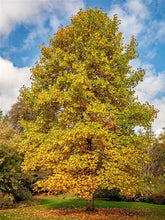 Load image into Gallery viewer, Liriodendron tulipifera - Tulip Tree