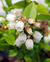 Load image into Gallery viewer, Vaccinium cor. x 'Top Hat' - Half-High Blueberry