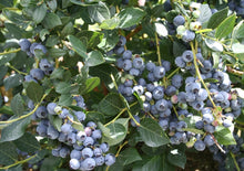 Load image into Gallery viewer, Vaccinium cor. x 'Top Hat' - Half-High Blueberry