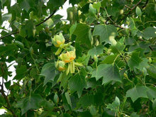 Load image into Gallery viewer, Liriodendron tulipifera - Tulip Tree