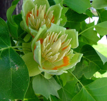 Load image into Gallery viewer, Liriodendron tulipifera - Tulip Tree