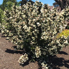 Load image into Gallery viewer, Weigela 'Tuxedo'
