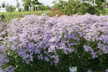 Load image into Gallery viewer, Aster mac. 'Twilight'