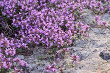Load image into Gallery viewer, Thymus pseudolanuginosis