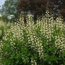 Load image into Gallery viewer, Baptisia 'Vanilla Cream'