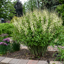 Load image into Gallery viewer, Baptisia 'Vanilla Cream'