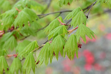 Load image into Gallery viewer, Acer jap. &#39;Vitifolium&#39; - Full Moon Maple
